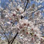 ヒメ日記 2025/04/07 09:59 投稿 かすみ プロフィール加古川