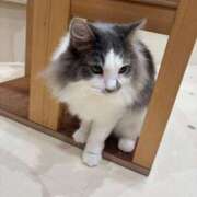 はのん にゃん🐱 名古屋ちゃんこ