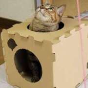 ヒメ日記 2026/01/12 14:51 投稿 みやか AVANCE熊本