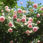 ヒメ日記 2025/01/21 00:08 投稿 るか One More奥様　立川店