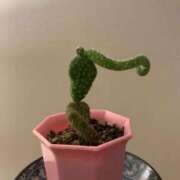 ヒメ日記 2025/04/12 21:13 投稿 みほ ジュリアングループ三多摩店