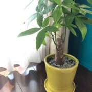 ヒメ日記 2025/03/31 17:58 投稿 原田 熟女の風俗最終章 新横浜店