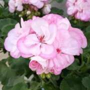 ヒメ日記 2026/02/02 21:57 投稿 かな 東京妻next