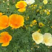 ヒメ日記 2025/05/20 17:18 投稿 さゆり 川越おかあさん