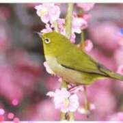 ヒメ日記 2025/03/11 10:21 投稿 さゆり 大宮おかあさん