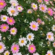 ヒメ日記 2025/06/03 17:21 投稿 さゆり 大宮おかあさん