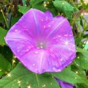 ヒメ日記 2025/08/13 18:07 投稿 さゆり 大宮おかあさん