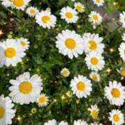 ヒメ日記 2026/04/20 19:06 投稿 さゆり 大宮おかあさん