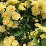 さゆり こんにちは 大宮おかあさん