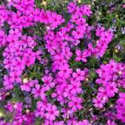 ヒメ日記 2026/04/30 18:25 投稿 さゆり 大宮おかあさん