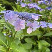 ヒメ日記 2026/06/28 09:20 投稿 はるか Sakura Spa
