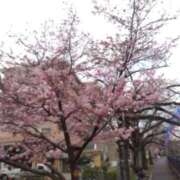 ヒメ日記 2026/03/19 17:04 投稿 小花 熟女の風俗最終章 横浜本店