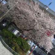 ヒメ日記 2026/04/07 15:44 投稿 小花 熟女の風俗最終章 横浜本店