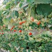ヒメ日記 2025/03/10 13:07 投稿 須藤　ゆきの アロマキュアシス 吉祥寺