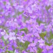 ヒメ日記 2025/03/11 12:57 投稿 須藤　ゆきの アロマキュアシス 吉祥寺