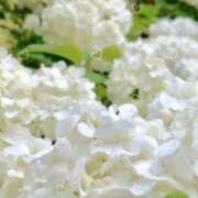 ヒメ日記 2025/06/18 20:39 投稿 須藤　ゆきの アロマキュアシス 吉祥寺