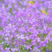 ヒメ日記 2025/09/01 13:24 投稿 須藤　ゆきの アロマキュアシス 吉祥寺