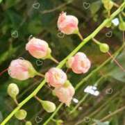 ヒメ日記 2025/09/07 12:54 投稿 須藤　ゆきの アロマキュアシス 吉祥寺