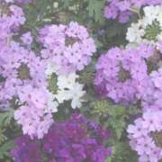 ヒメ日記 2025/10/14 13:27 投稿 須藤　ゆきの アロマキュアシス 吉祥寺