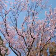 ヒメ日記 2026/03/09 11:42 投稿 須藤　ゆきの アロマキュアシス 吉祥寺