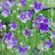 ヒメ日記 2024/12/19 13:36 投稿 あきら ココリラ吉祥寺・調布店