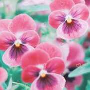 ヒメ日記 2024/12/26 13:08 投稿 あきら ココリラ吉祥寺・調布店