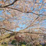 ヒメ日記 2025/04/15 12:05 投稿 あきら ココリラ吉祥寺・調布店