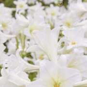 ヒメ日記 2025/05/05 12:47 投稿 あきら ココリラ吉祥寺・調布店