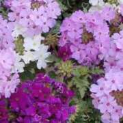 ヒメ日記 2025/05/22 13:07 投稿 あきら ココリラ吉祥寺・調布店