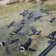 ヒメ日記 2025/08/26 12:19 投稿 あきら ココリラ吉祥寺・調布店