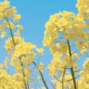 ヒメ日記 2026/02/22 13:10 投稿 あきら ココリラ吉祥寺・調布店