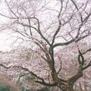 ヒメ日記 2025/04/21 12:13 投稿 須藤　ゆきの アロマキュアシス