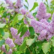 ヒメ日記 2025/05/13 12:54 投稿 須藤　ゆきの アロマキュアシス