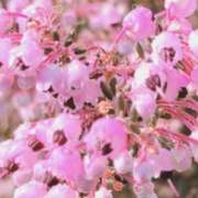 ヒメ日記 2025/01/23 13:20 投稿 あきら 立川洗体風俗エステ ココリラ