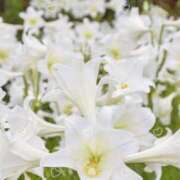 ヒメ日記 2025/03/16 13:49 投稿 あきら 立川洗体風俗エステ ココリラ