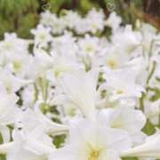 ヒメ日記 2025/07/23 13:34 投稿 あきら 立川洗体風俗エステ ココリラ