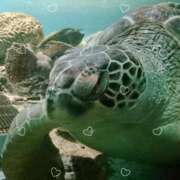 ヒメ日記 2025/08/05 12:45 投稿 あきら 立川洗体風俗エステ ココリラ