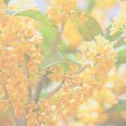 ヒメ日記 2025/10/08 12:46 投稿 あきら 立川洗体風俗エステ ココリラ