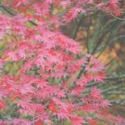 ヒメ日記 2025/10/21 13:09 投稿 あきら 立川洗体風俗エステ ココリラ