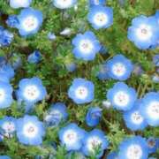 ヒメ日記 2026/01/19 13:11 投稿 あきら 立川洗体風俗エステ ココリラ