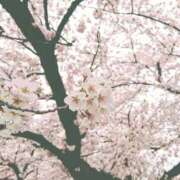 ヒメ日記 2026/03/29 13:22 投稿 あきら 立川洗体風俗エステ ココリラ