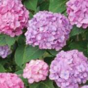 ヒメ日記 2026/06/30 13:15 投稿 あきら 立川洗体風俗エステ ココリラ