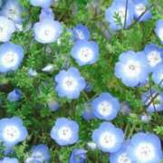 ヒメ日記 2026/07/02 13:34 投稿 あきら 立川洗体風俗エステ ココリラ