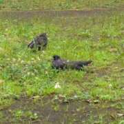 ヒメ日記 2025/06/20 23:57 投稿 きずな 横浜コスプレデビュー（シンデレラグループ）