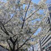 ヒメ日記 2026/04/01 21:40 投稿 きずな 横浜コスプレデビュー（シンデレラグループ）