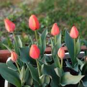 ヒメ日記 2025/04/07 14:02 投稿 小坂みどり 五十路マダム 浜松店(カサブランカグループ)