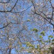 ヒメ日記 2025/04/10 13:52 投稿 小坂みどり 五十路マダム 浜松店(カサブランカグループ)