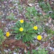 ヒメ日記 2025/04/11 08:12 投稿 小坂みどり 五十路マダム 浜松店(カサブランカグループ)