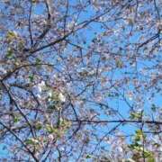 ヒメ日記 2025/04/15 14:00 投稿 小坂みどり 五十路マダム 浜松店(カサブランカグループ)