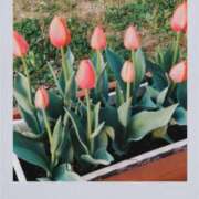 ヒメ日記 2025/04/18 08:12 投稿 小坂みどり 五十路マダム 浜松店(カサブランカグループ)